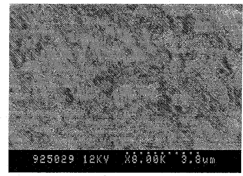 High-efficiency bacterial strain for degrading herbicide atrazine and function thereof