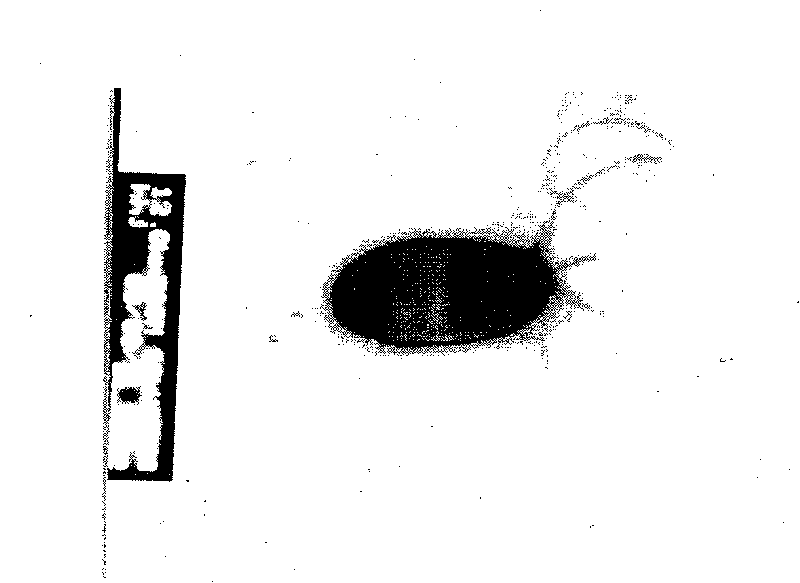 High-efficiency bacterial strain for degrading herbicide atrazine and function thereof