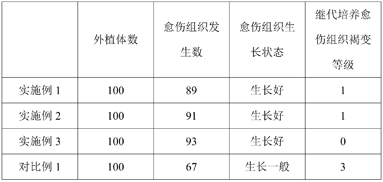 Davidia involucrata seedling and davidia involucrata tissue culture method