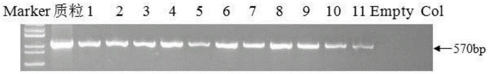 Plant induction type promoter and application of plant induction type promoter