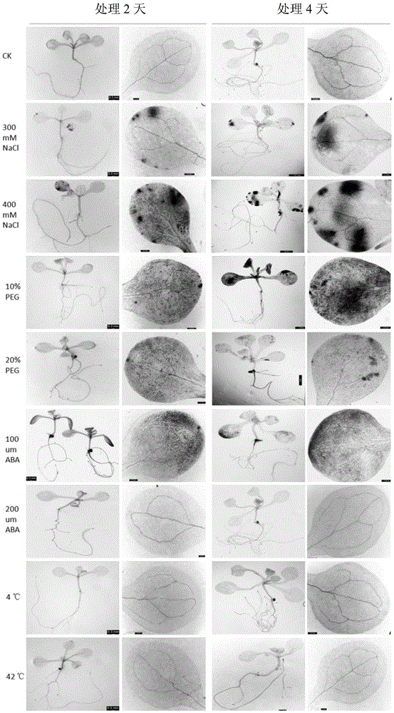 Plant induction type promoter and application of plant induction type promoter