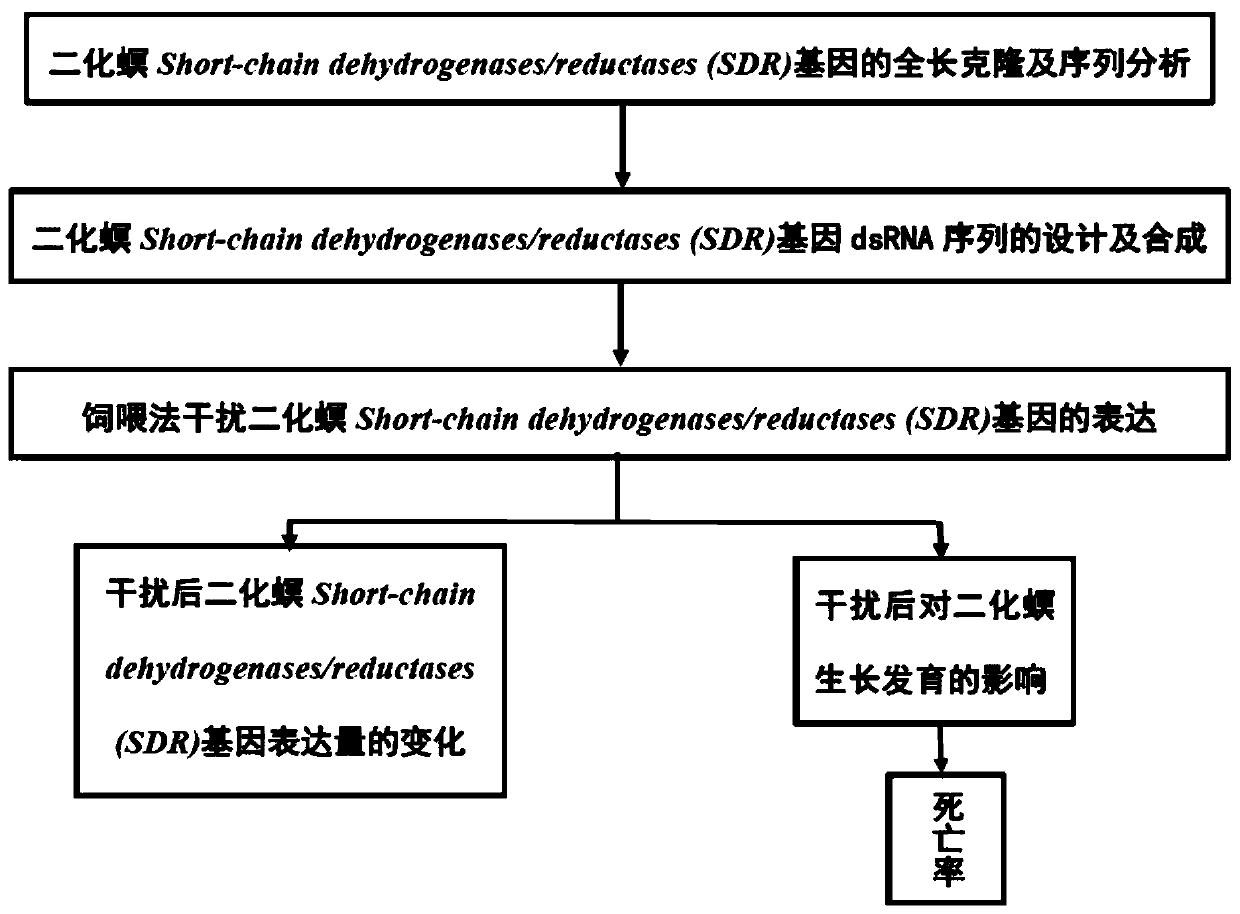 Chilo suppressalis SDR gene and encoded protein and application thereof, dsRNA and amplified primer pair and application thereof