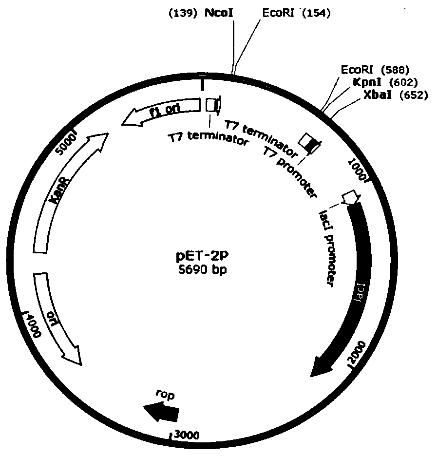 Chilo suppressalis SDR gene and encoded protein and application thereof, dsRNA and amplified primer pair and application thereof