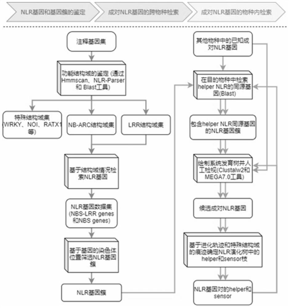 Construction method of plant paired NLR resistance gene database and multi-species paired NLR gene database thereof