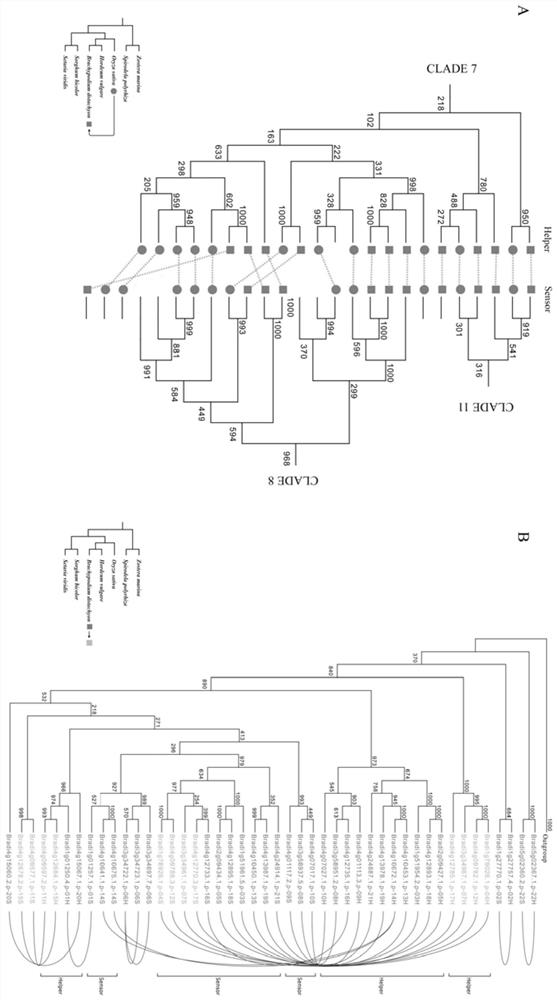 Construction method of plant paired NLR resistance gene database and multi-species paired NLR gene database thereof