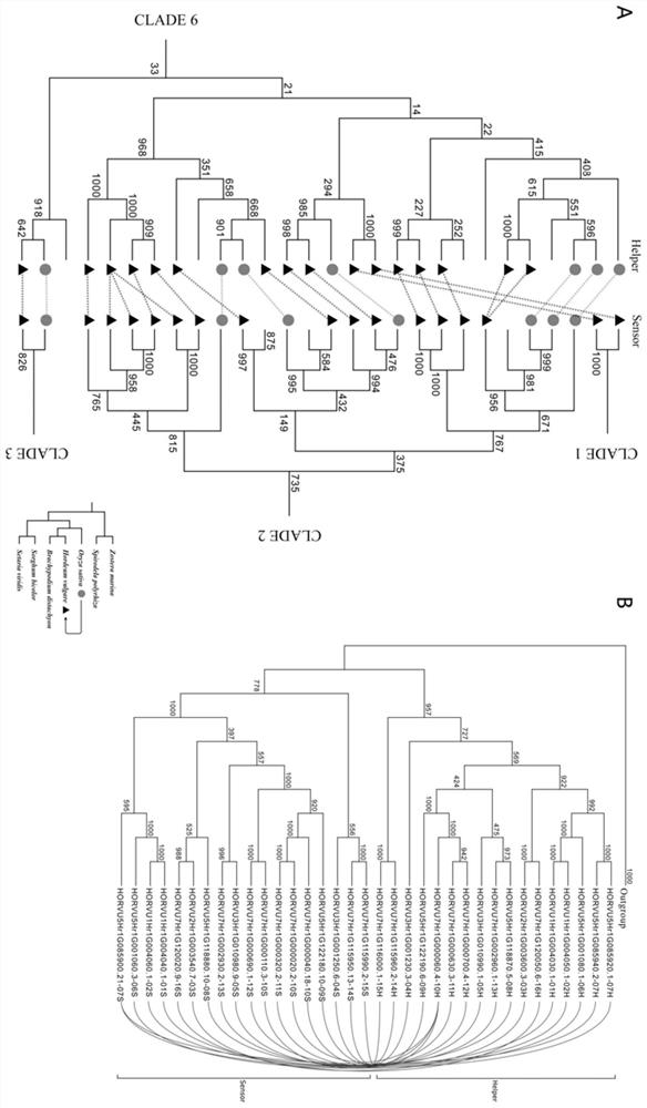 Construction method of plant paired NLR resistance gene database and multi-species paired NLR gene database thereof