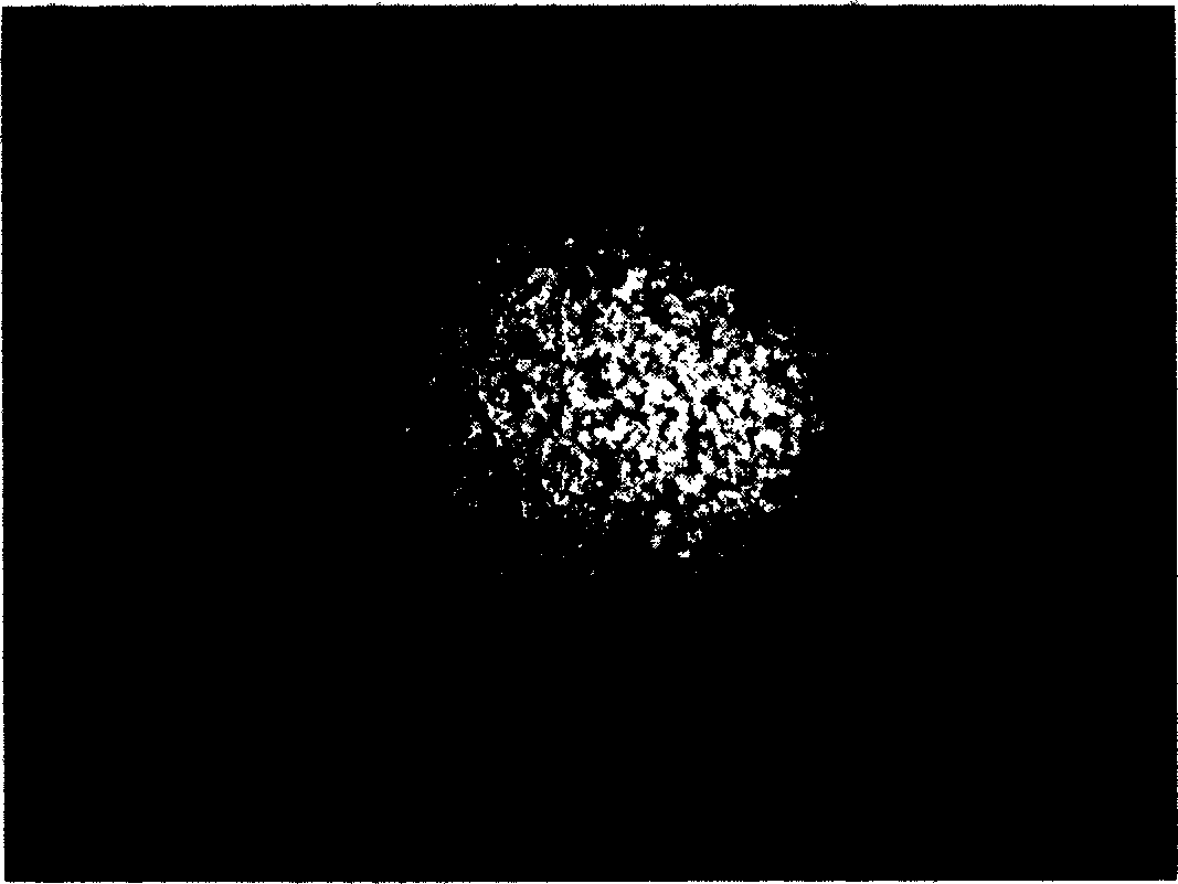 Method for preparing rigid macromolecule medium in two kinds of hole types through dual emulsification