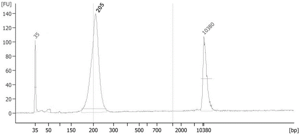 Fetal chromosome library construction kit and method and application thereof