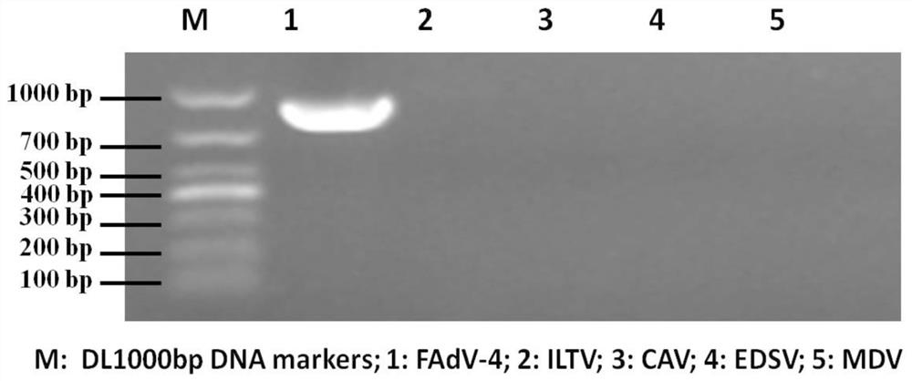 A kind of poultry adenovirus type 4 strain, vaccine composition and application thereof