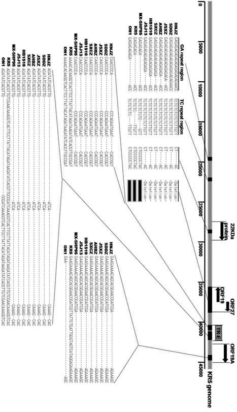 A kind of poultry adenovirus type 4 strain, vaccine composition and application thereof