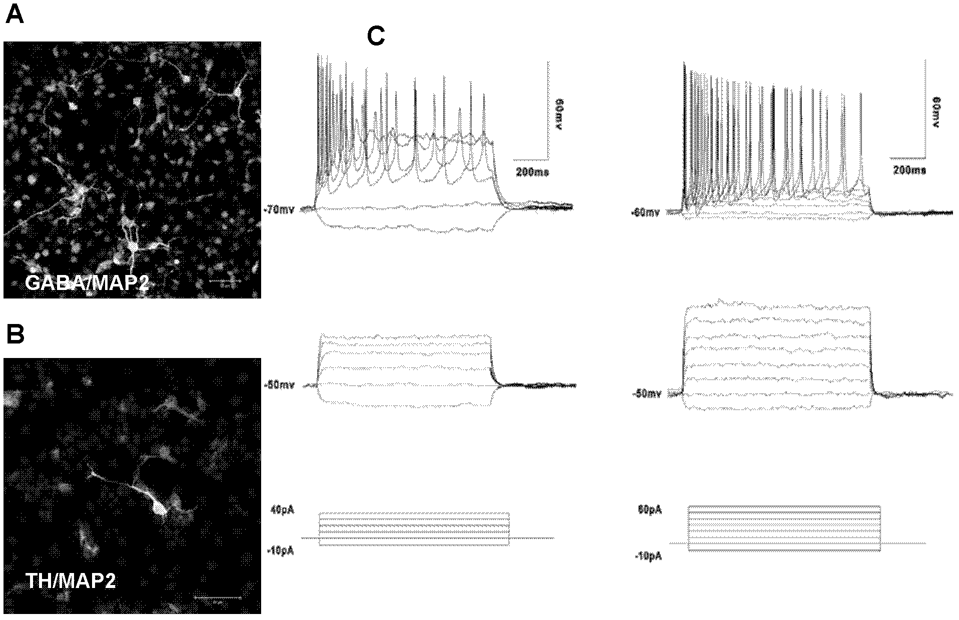 Preparation method and application of induction type neural stem cells