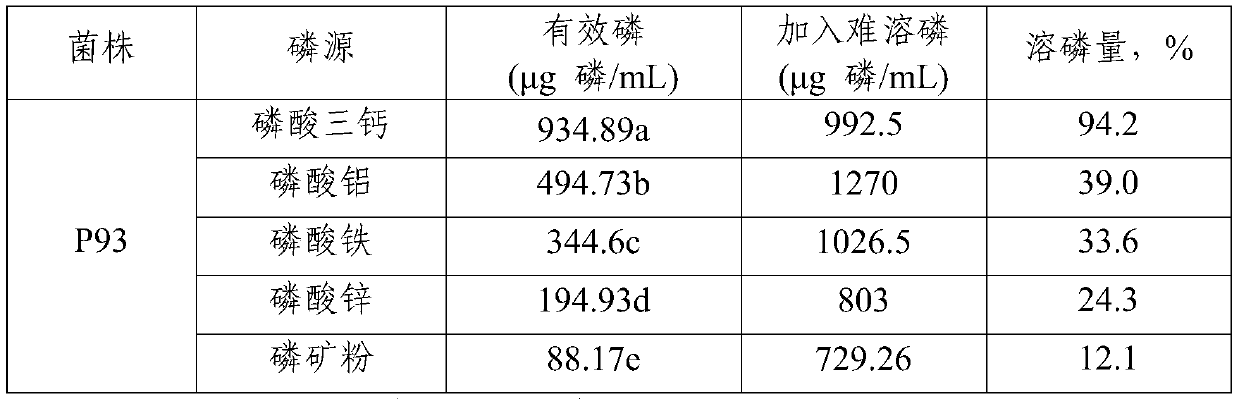 Aspergillus aculeatus p93 and its biological fertilizer preparation and application