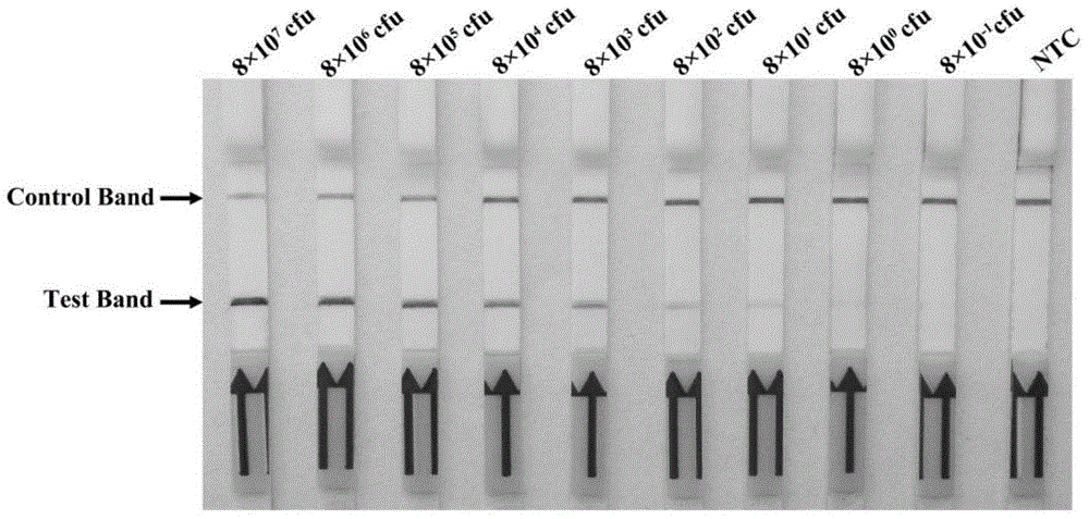 Primer and probe for on-site rapid detection of mycobacterium tuberculosis complex and kit thereof