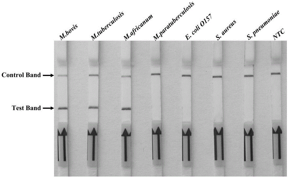 Primer and probe for on-site rapid detection of mycobacterium tuberculosis complex and kit thereof