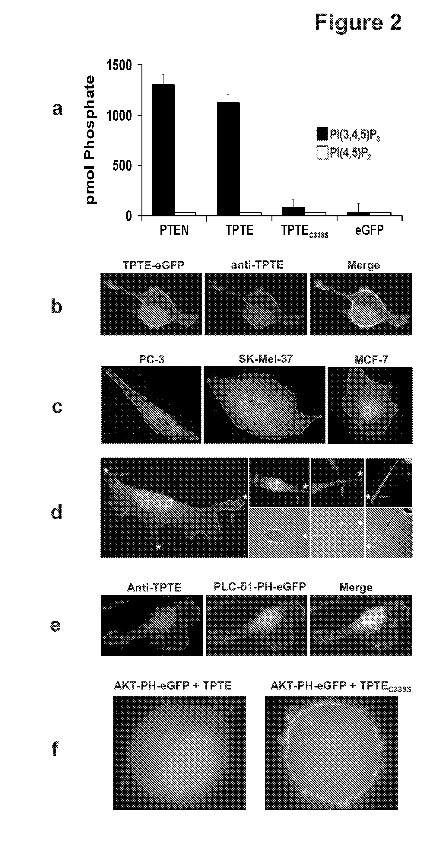 Compositions and Methods for Therapy and Diagnosis of Cancer and Cancer Metastasis