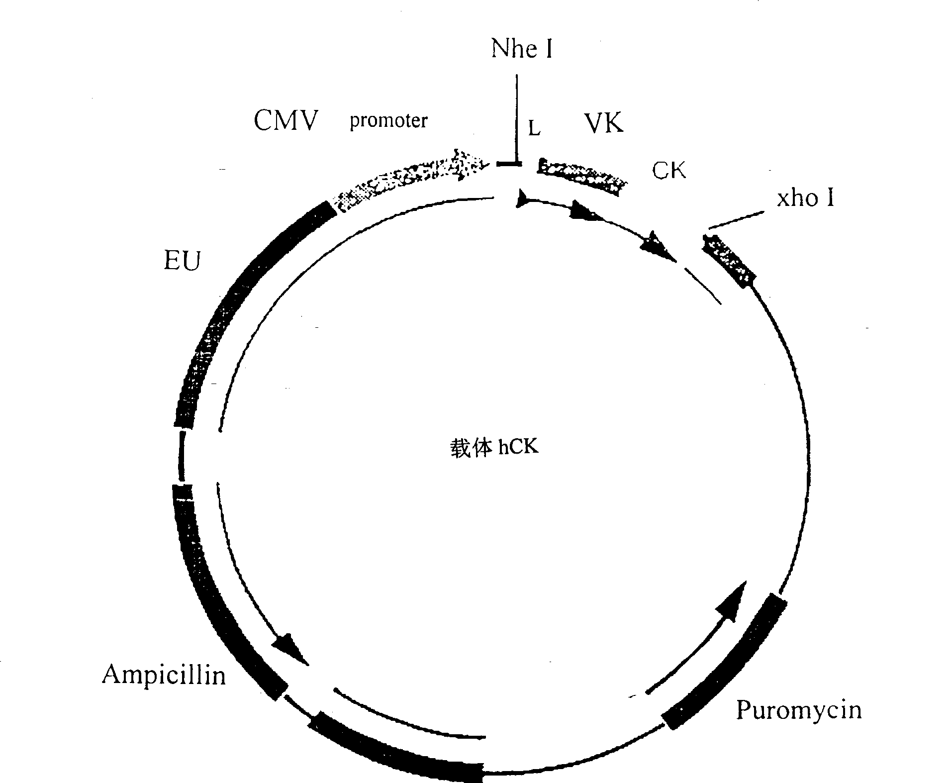 Preparation and application of humanized anti-spasmotoxin monoclone antibody