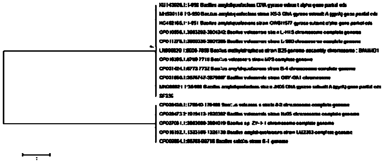 Biocontrol Bacillus velezensis SF259 and application thereof