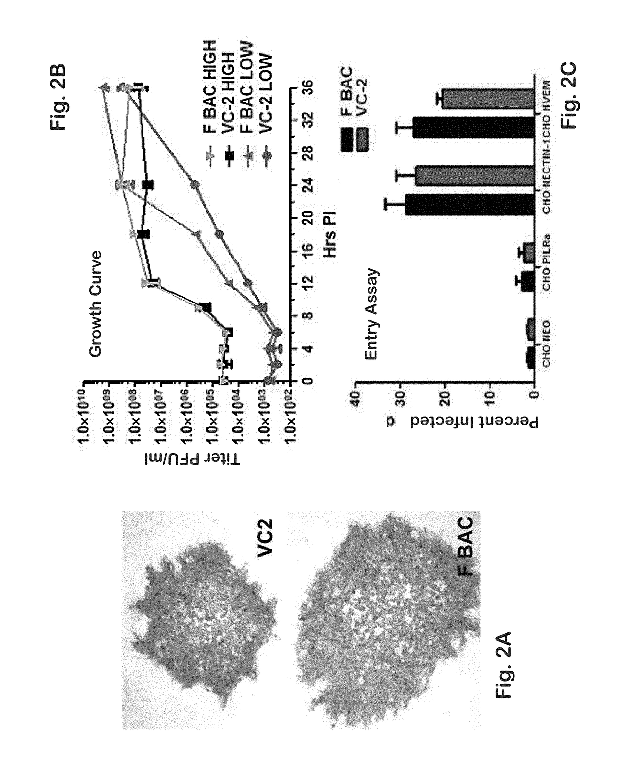 Vaccines against genital herpes simplex infections