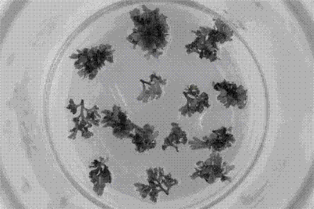 Method for regenerating plants under high frequency by inducing adventitious buds with leaves of davallia bullata