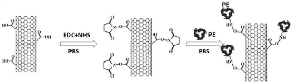 Use of a material based on carbon nanotubes and phycoerythrin