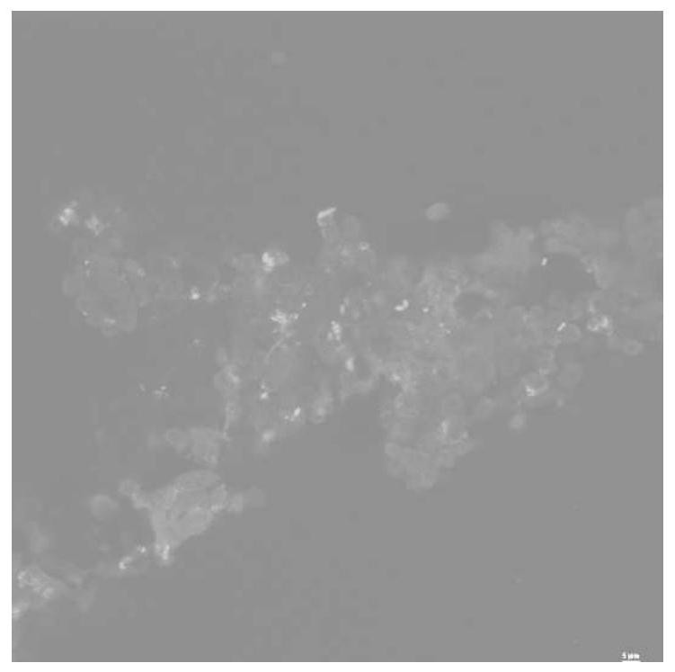 Use of a material based on carbon nanotubes and phycoerythrin