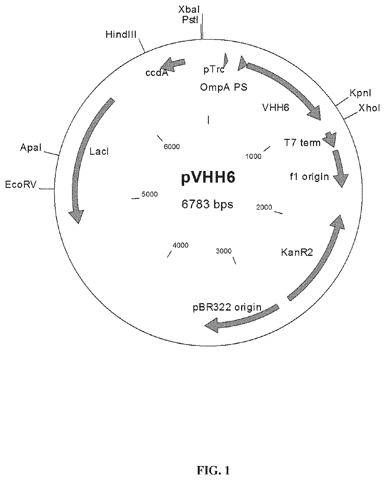 Host cell for producing proteins