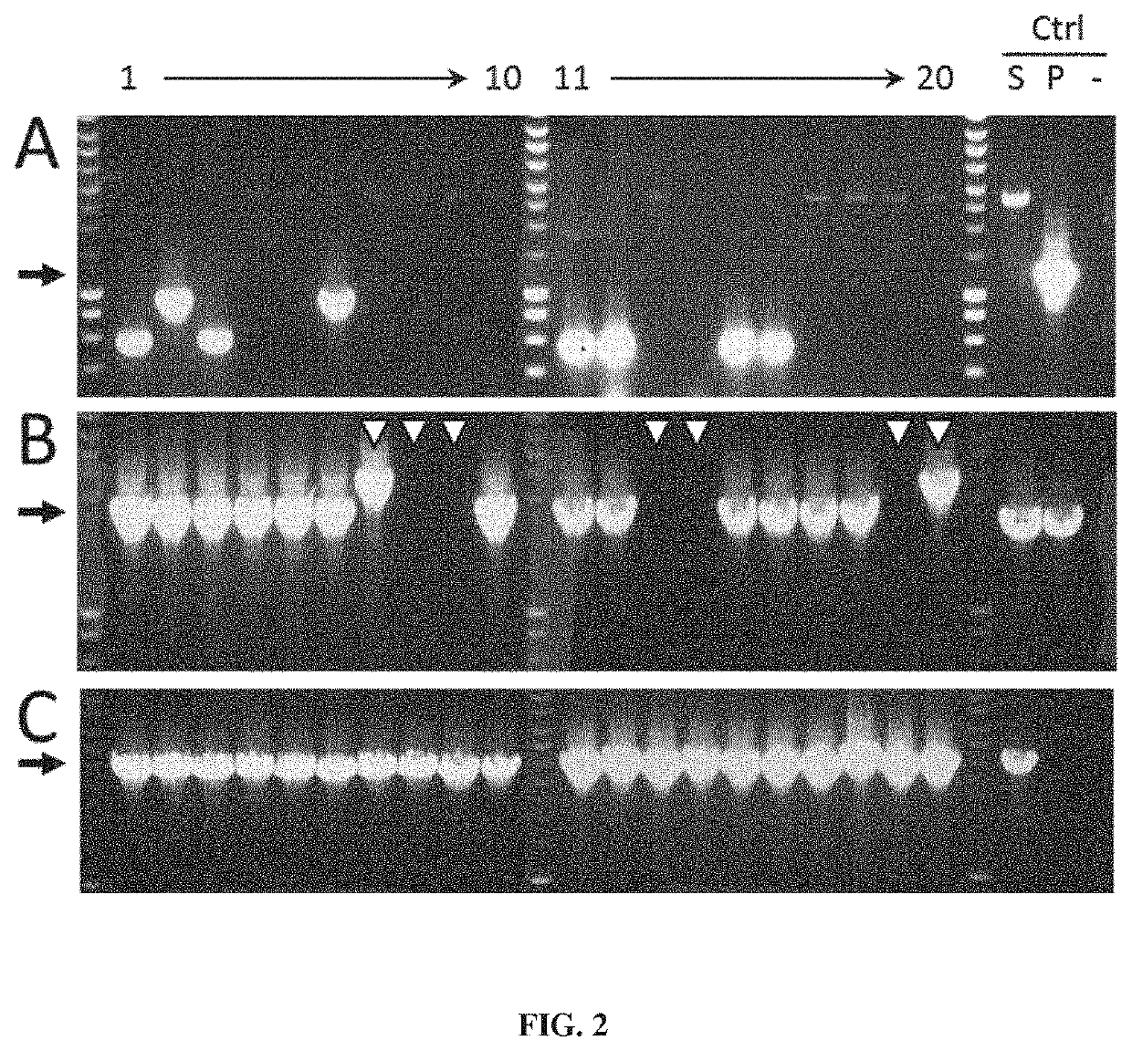 Host cell for producing proteins