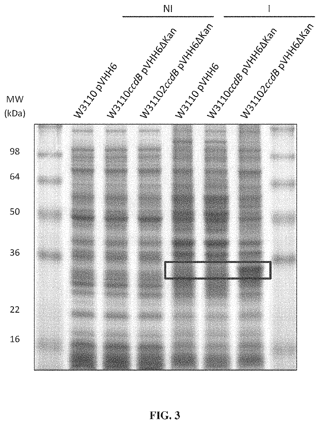 Host cell for producing proteins