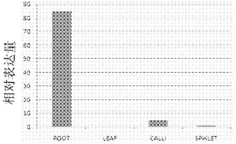 Rice root specific promoter and application thereof