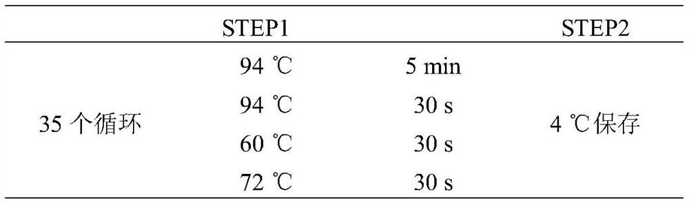 Method for improving beef cattle meat production performance by using MYBPC1 gene