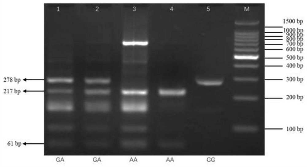 Method for improving beef cattle meat production performance by using MYBPC1 gene