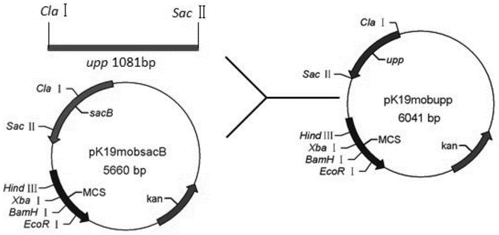 A Gluconobacter oxydans resistance-free marker gene knockout system