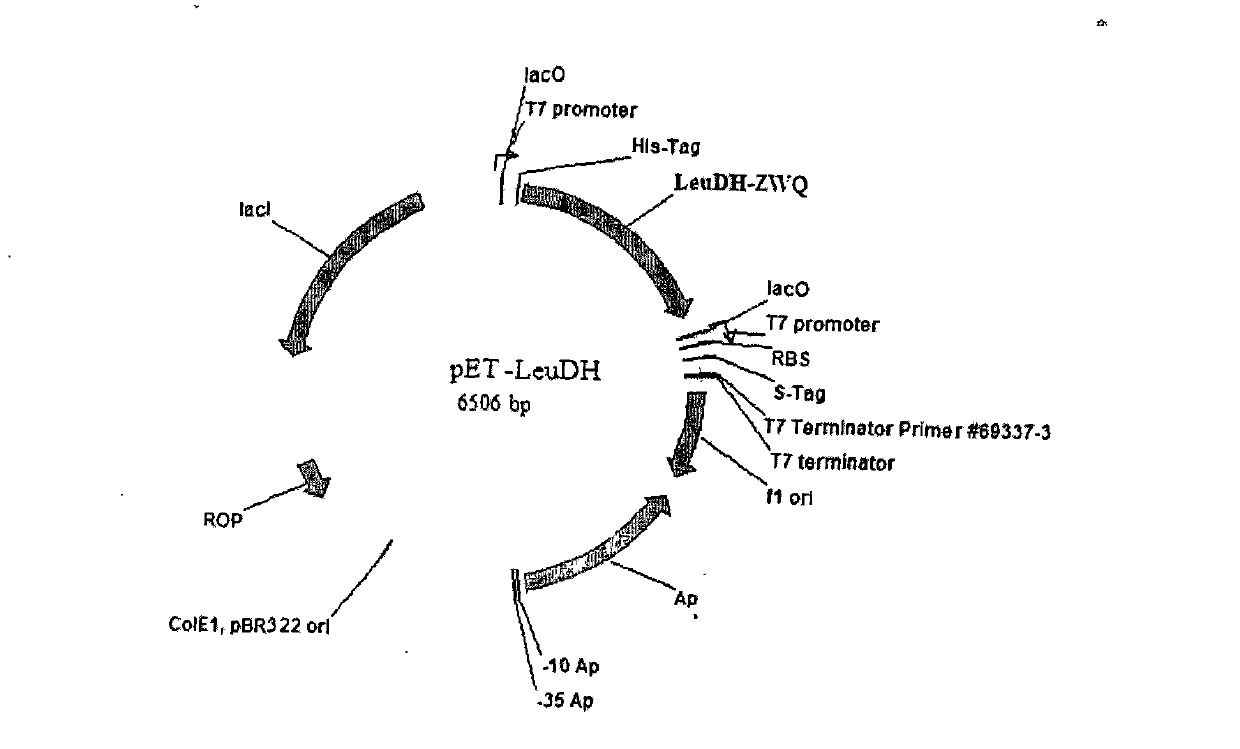 Method for preparing highly pure L-tertiary leucine through biological process