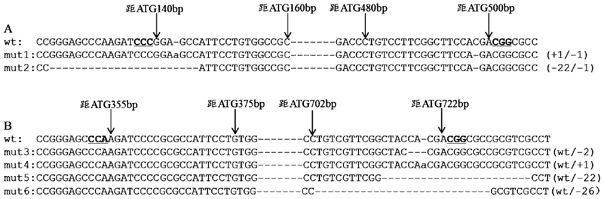 Method of developing corn dwarfing material via gene editing