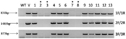 Method of developing corn dwarfing material via gene editing