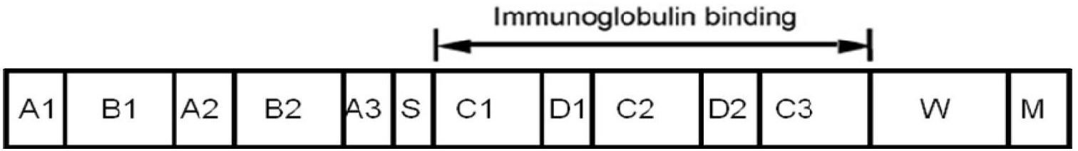 Preparation method and application of fusion protein with broad spectrum adsorption capacity to antibodies