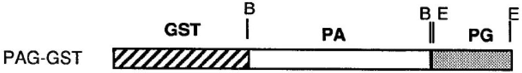 Preparation method and application of fusion protein with broad spectrum adsorption capacity to antibodies