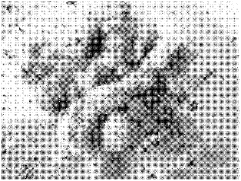 Method for preparing multielement assorted-fibred reinforced recycled concrete with low elasticity modulus