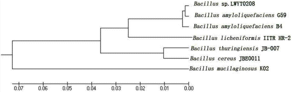 Bacillus amyloliquefaciens strain used for biocontrol, and use thereof