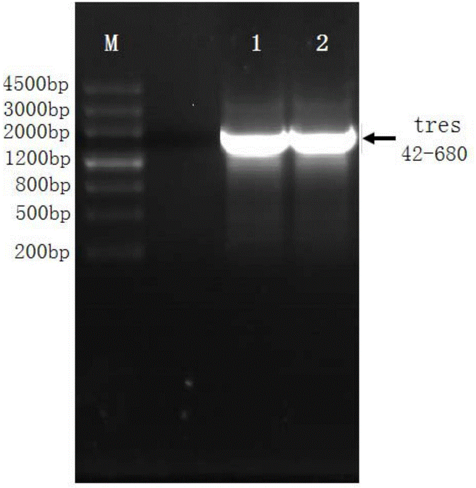 Thermostable trehalose synthase as well as expression gene and application thereof