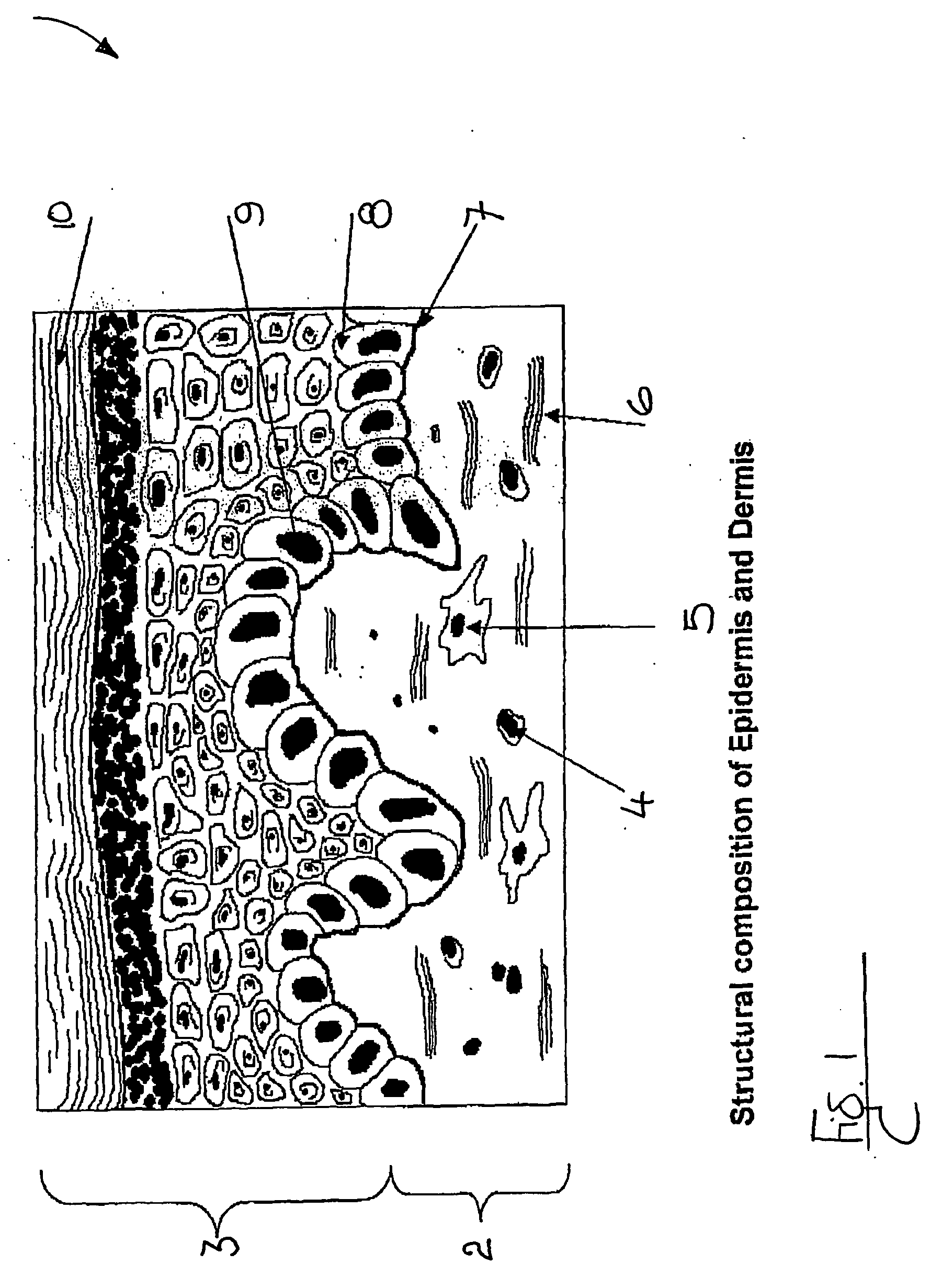 Method of stimulating collagen formation