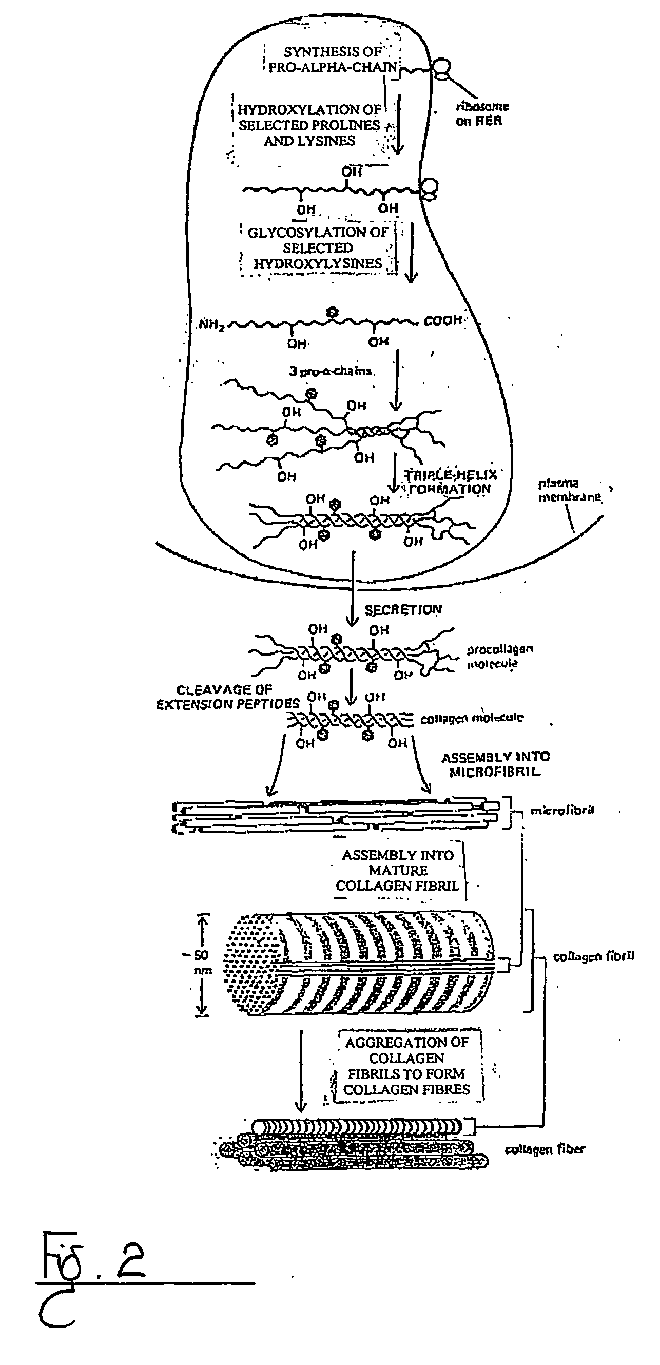 Method of stimulating collagen formation