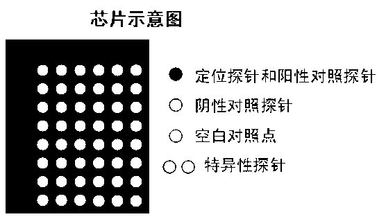 Gene chip-based method for synchronously and rapidly detecting thirteen pathogenic microorganisms in water body