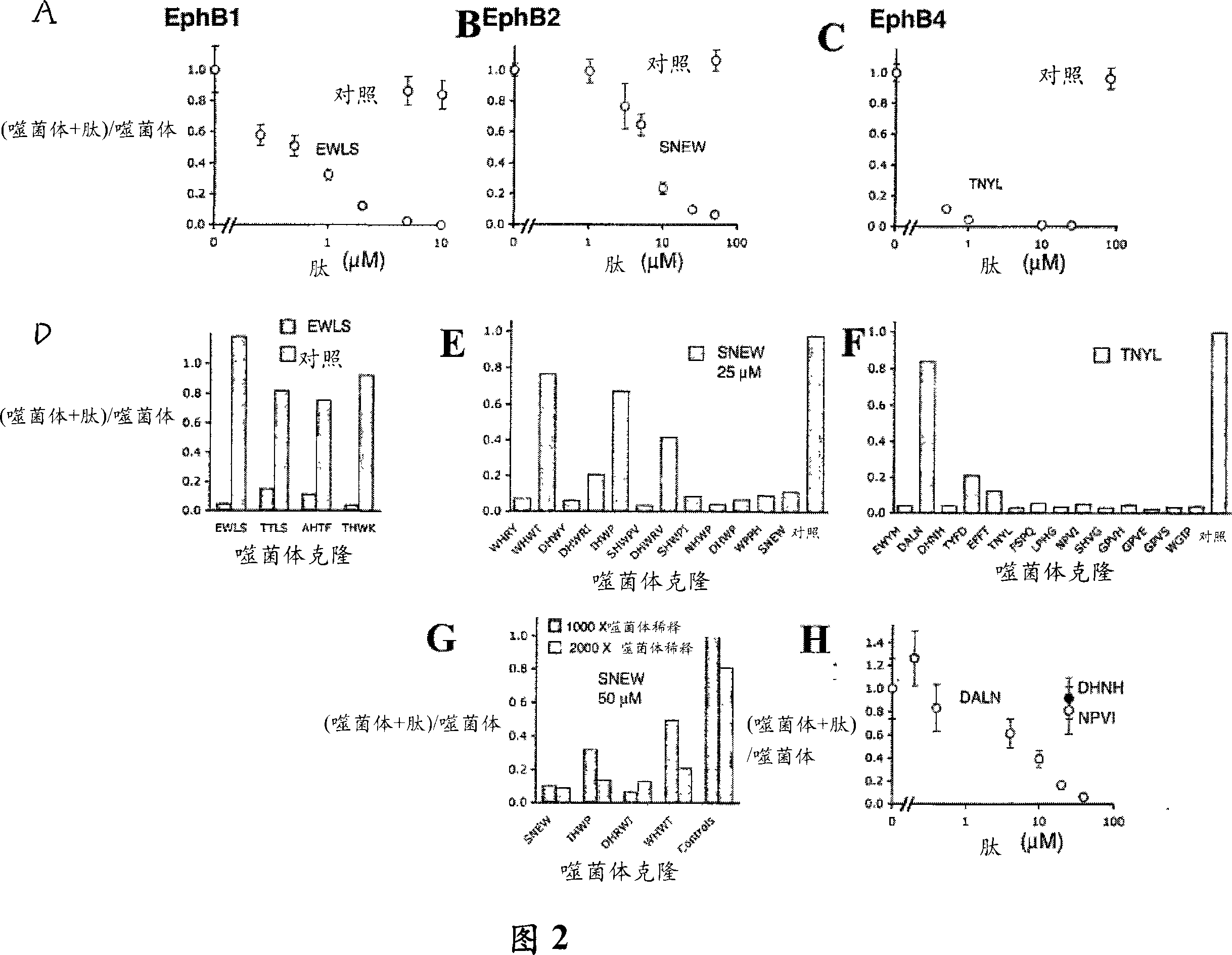 EphB receptor-binding peptides