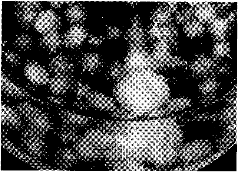 Spherical granule bacteria cellulose and preparing method thereof and special culture medium