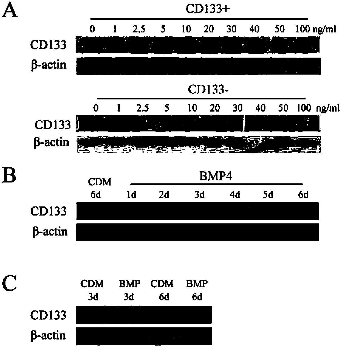 Application of bone morphogenetic protein 4 in cancer inhibition