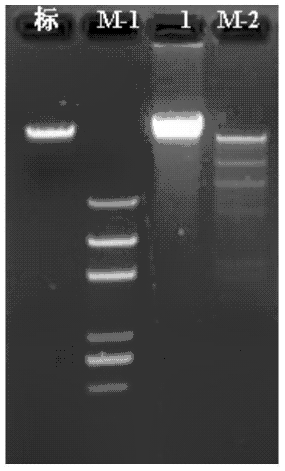 A method for simultaneously extracting high-quality Laminaria gametophyte dna/rna