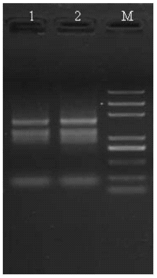 A method for simultaneously extracting high-quality Laminaria gametophyte dna/rna