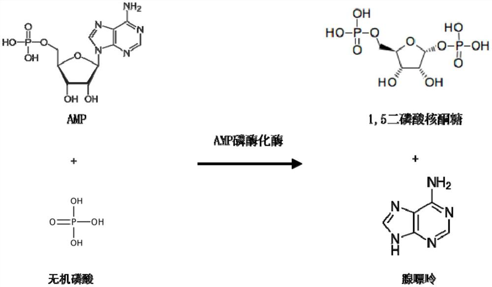 Method for preparing beta-nicotinamide mononucleotide, enzyme composition and application thereof