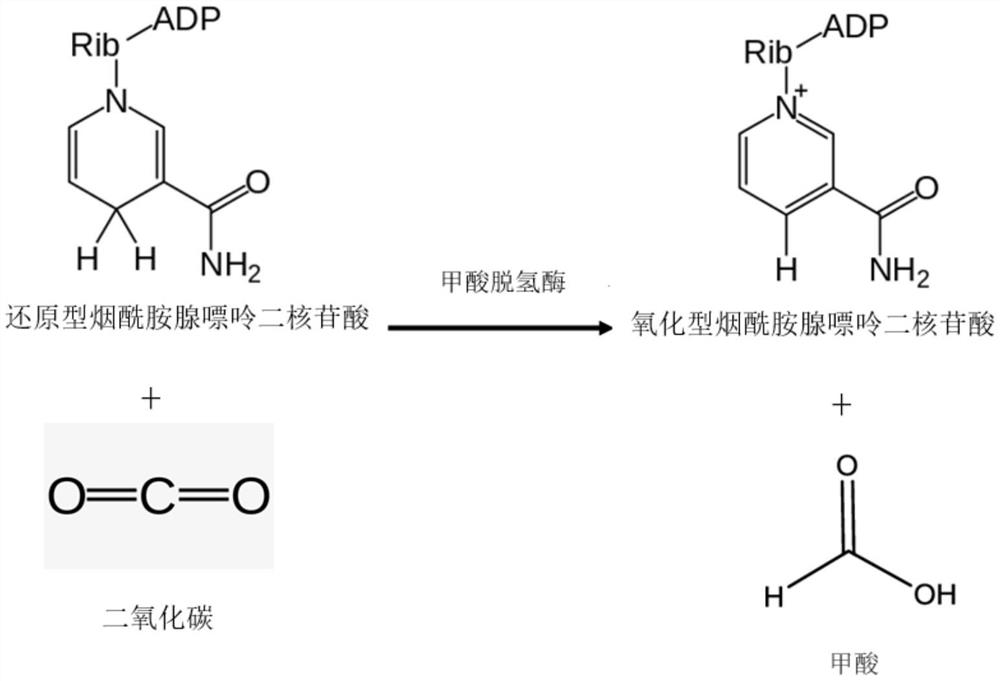 Method for preparing beta-nicotinamide mononucleotide, enzyme composition and application thereof